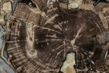 Petrified Wood (Schinoxylon) End-Cut - Blue Forest, Wyoming #334990-1